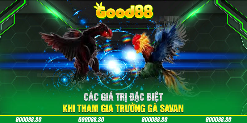 Các giá trị đặc biệt khi tham gia trường gà Savan