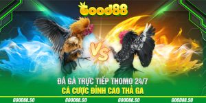 Đá Gà Trực Tiếp Thomo 24/7 - Cá Cược Đỉnh Cao Thả Ga