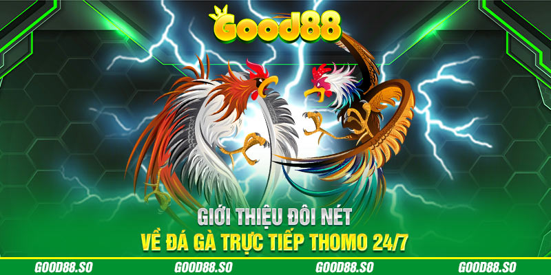 Giới thiệu đôi nét về đá gà trực tiếp Thomo 24/7