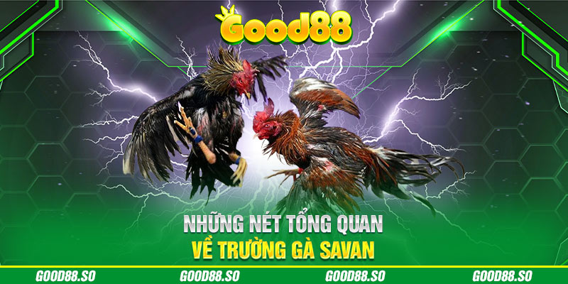 Những nét tổng quan về trường gà Savan