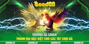 Trường Gà Savan - Thánh Địa Đặc Biệt Cho Các Tay Chọi Gà