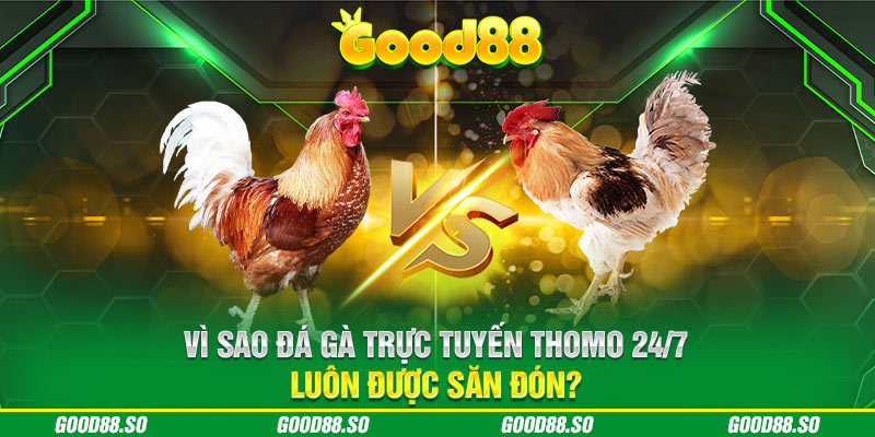 Vì sao đá gà trực tuyến Thomo 24/7 luôn được săn đón?