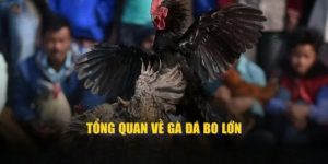 Tổng quan về giống gà đá bo lớn