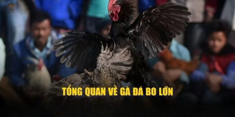 Tổng quan về giống gà đá bo lớn