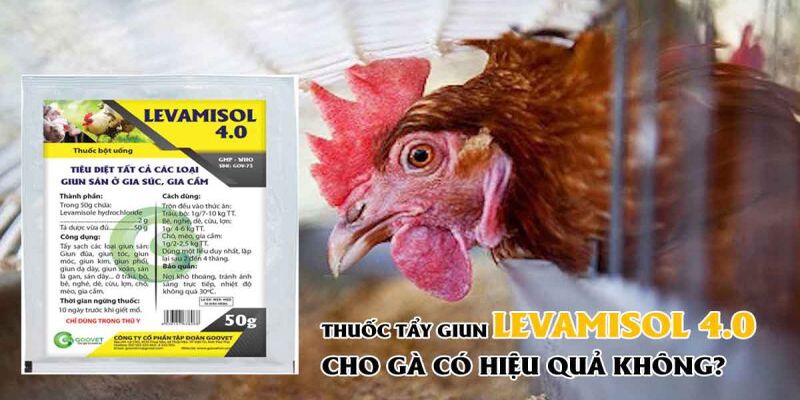 Cách xổ lãi cho gà bằng việc dùng thuốc tây