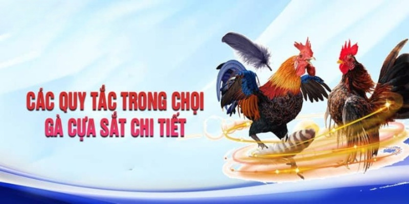 Cẩm nang chơi đá gà cựa sắt cho người chơi mới