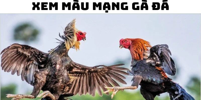 Khái niệm màu mạng gà đá 